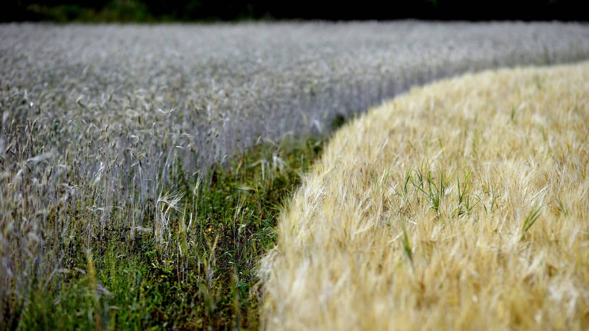 Kuivuudesta kärsinyttä keltaista ohrapeltoa ja ruispeltoa Rauhamäen tilalla Hollolassa 7. elokuuta