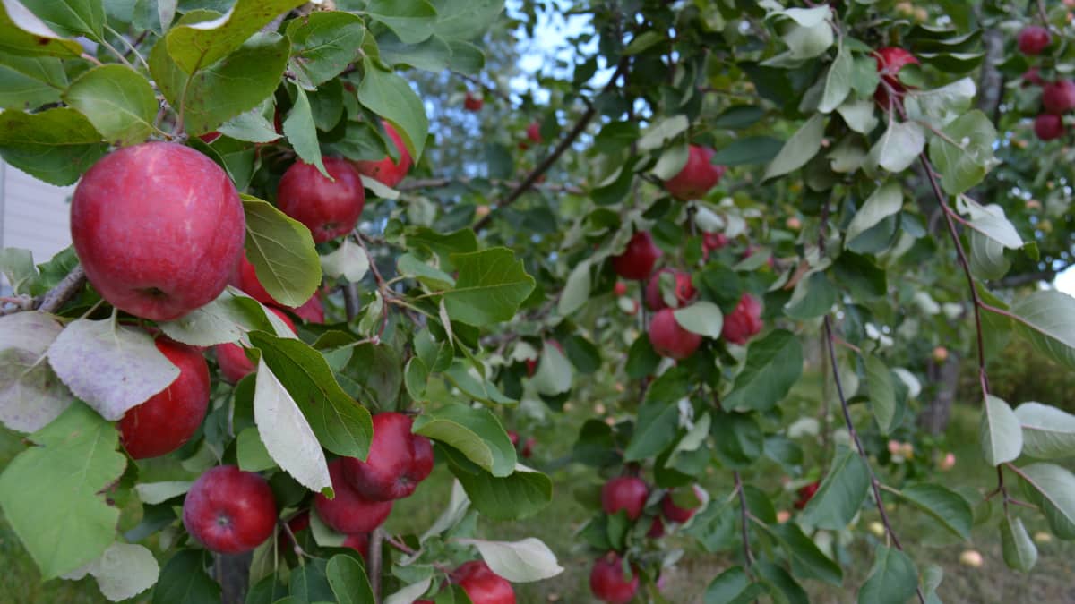 Omenoita puussa