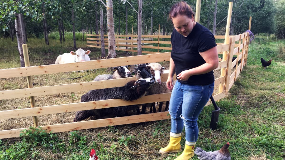 Karoliina Takamäki  syöttää lampaille ja kanoille leipää