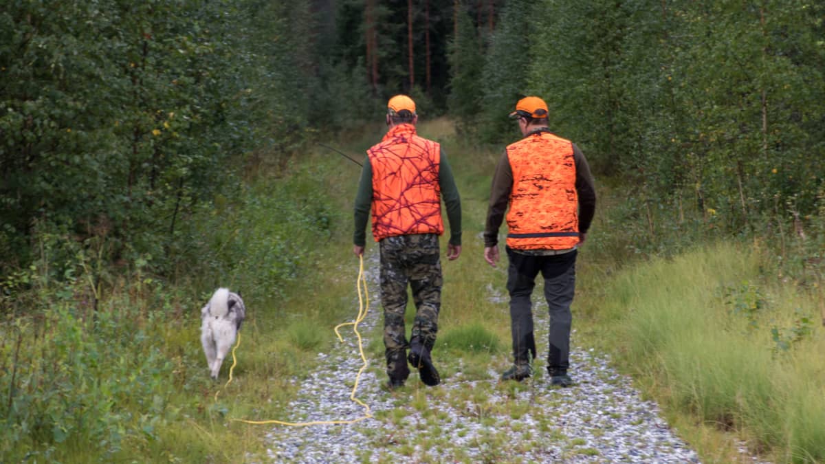 Kaksi metsästäjää kävelee koiran kanssa karhumetsälle Lappeenrannassa