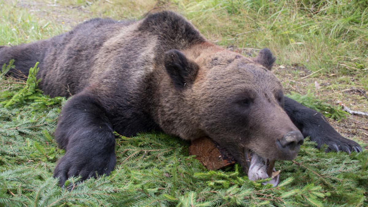 Kaadettu karhu makaa havupedillä