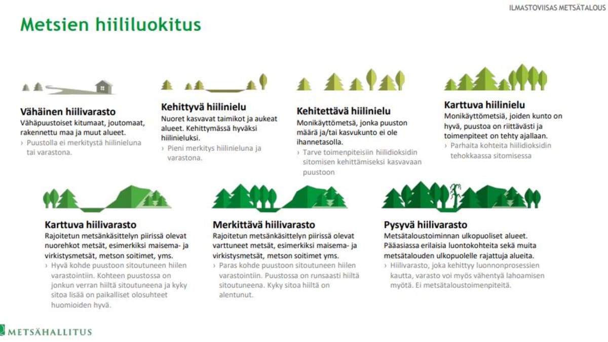 Suomen metsien hiilinielut arvioitu alakanttiin – uudet laskelmat antavat  huikeita arvioita | Yle Uutiset