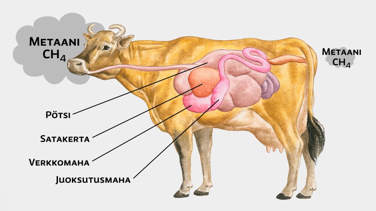 Lehmän ruoansulatuksen anatomiaa