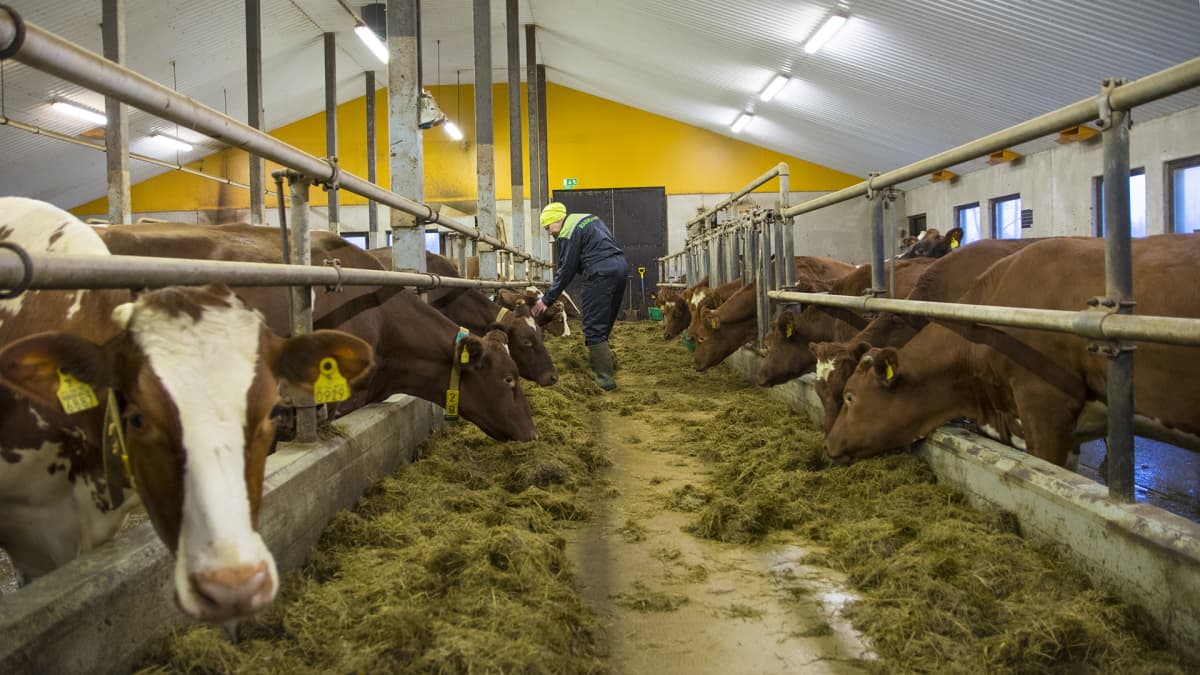 Navetta maatila lehmät maitotila ruokinta