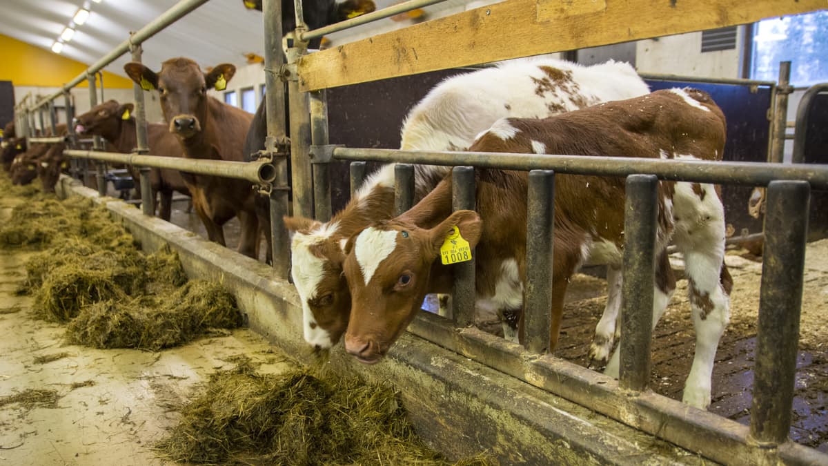 vasikat lehmät navetta maatila ruokinta eläimet