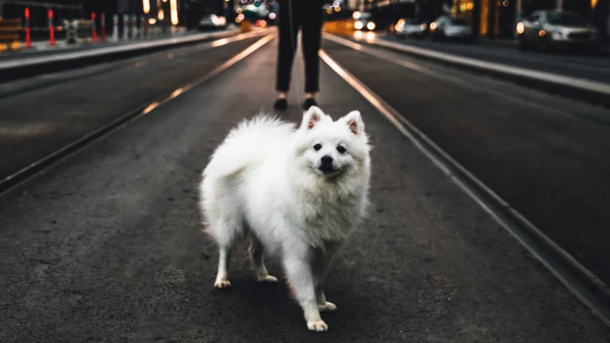 Valkoinen pieni koira, jota ulkoilutetaan kaupunkiympäristössä.