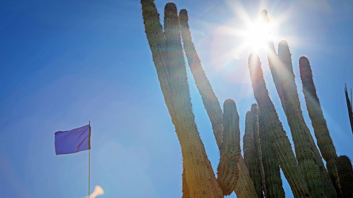 Sininen lippu ja kaktuksia.