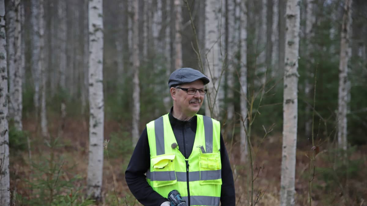 Pekka Kolari on istuttanut pakuri-ymppejä omaan metsäänsä Jämsänkoskella.