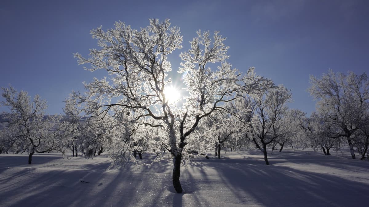 Aurinko paistaa lumiseen puuhun Lapissa.