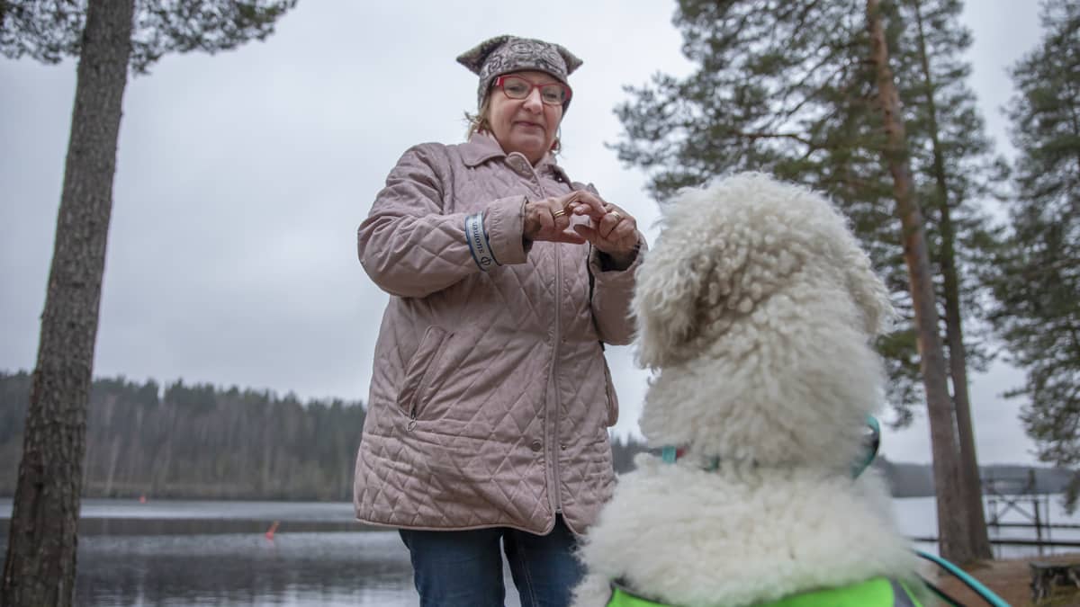 Turre-koira katsoo kun emäntä Pirjo Lahtinen viittoo.