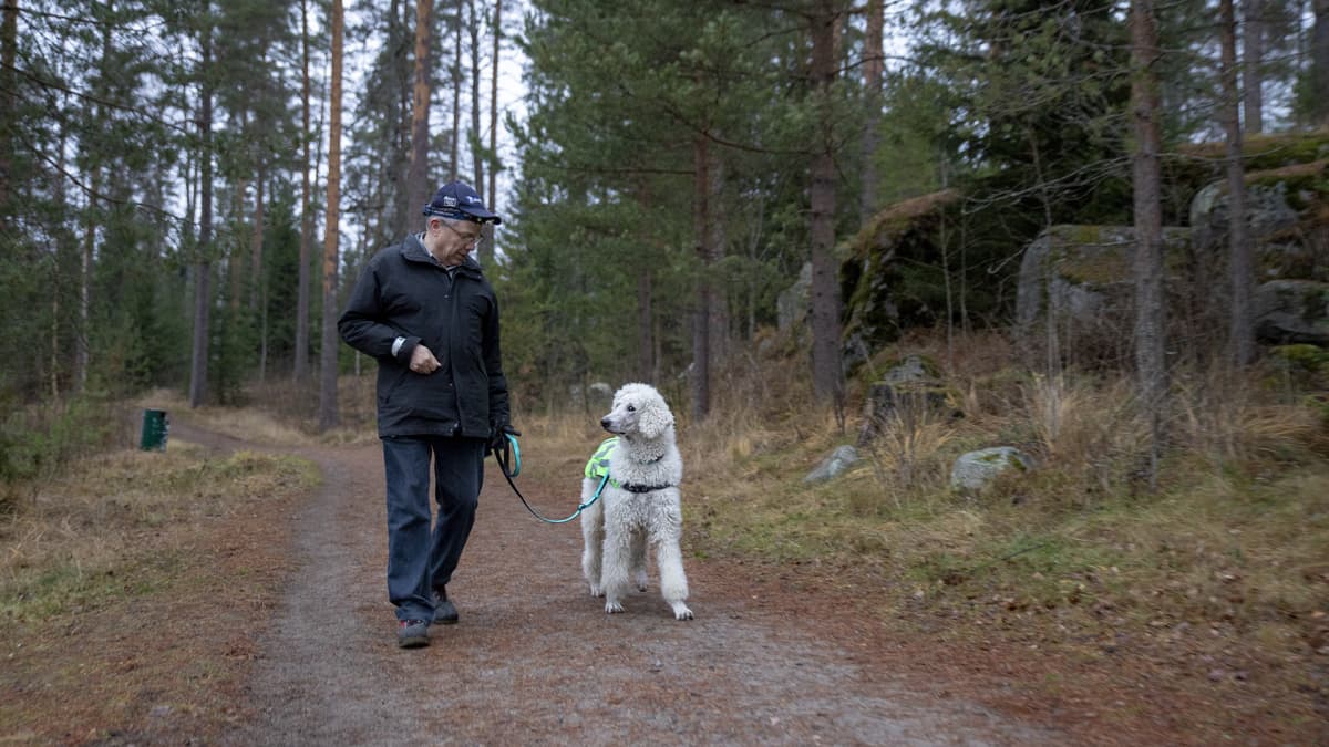 Otto Lahtinen taluttaa Turre-koiraa.