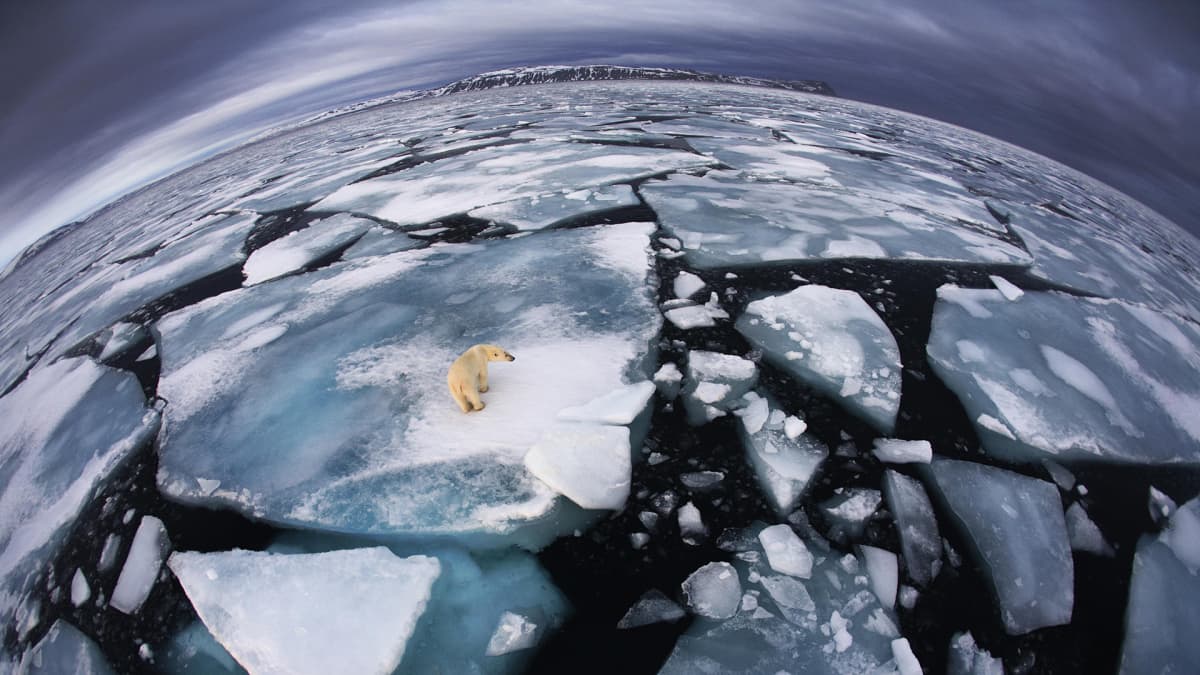 Jääkarhu jäälautalla, Svalbard Norja.