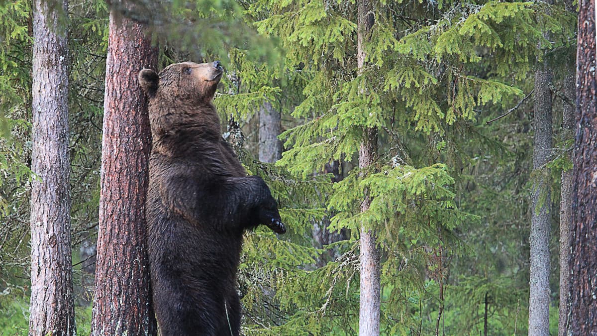 Karhu kyhnyttää selkäänsä mäntyä vasten