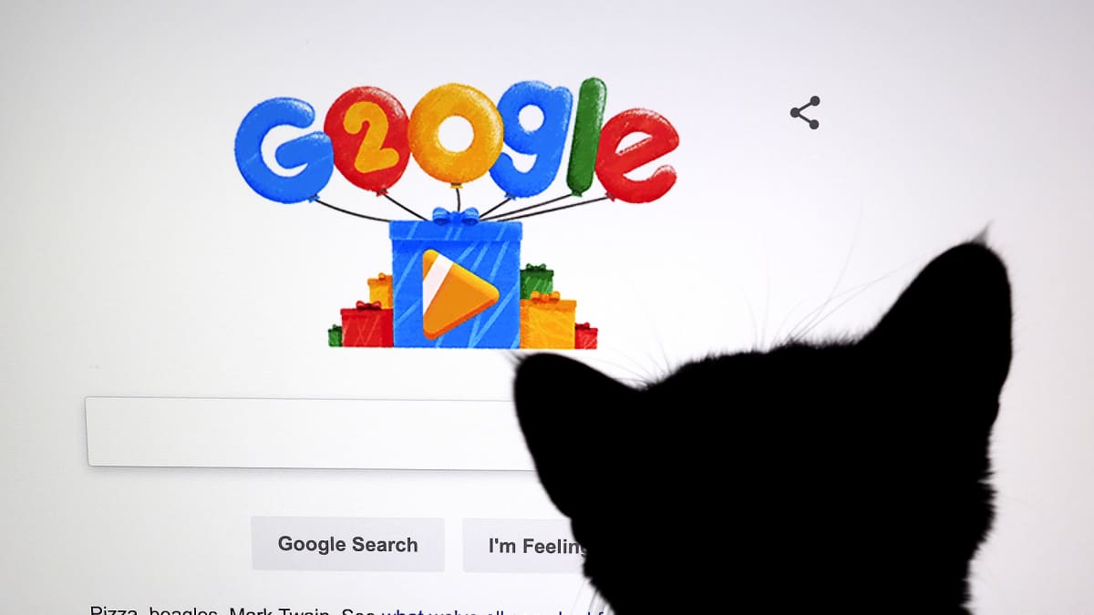 Kissa katselee Googlen hakusivua.