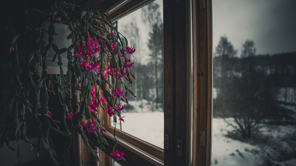 Joulukaktus kukassa amppelissa ikkunalla.