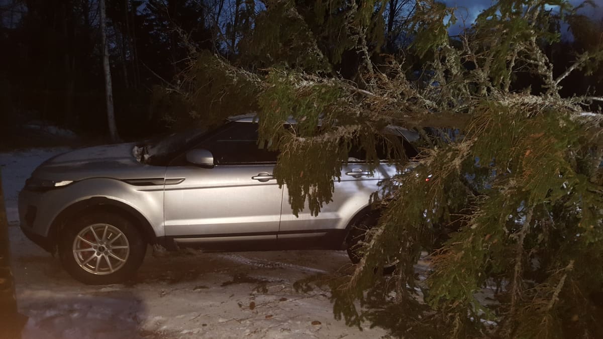 Auton päälle kaatunut puu Pohjanmaalla.