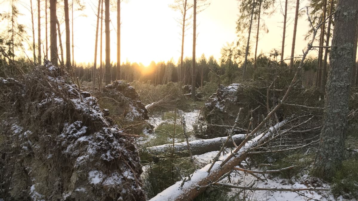 Myrskyssä kaatuneita puita Maalahdessa.