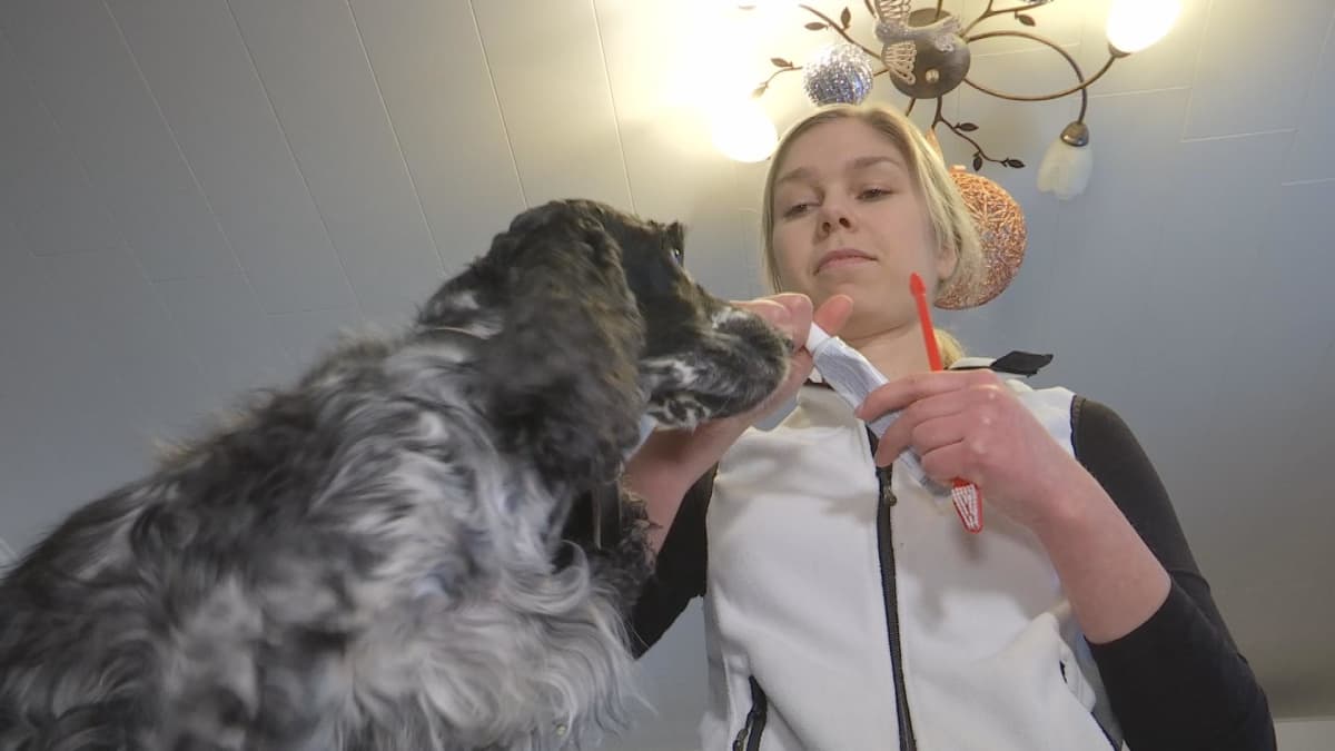 Eläintenkouluttaja Mirva Paasonen valmistautuu harjaamaan Nella-koiran hampaita.