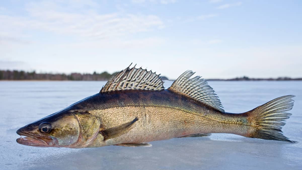 Kuhan alamitta nousi – merialueen kalastajat epäilevät saaliiden romahtavan  | Yle Uutiset