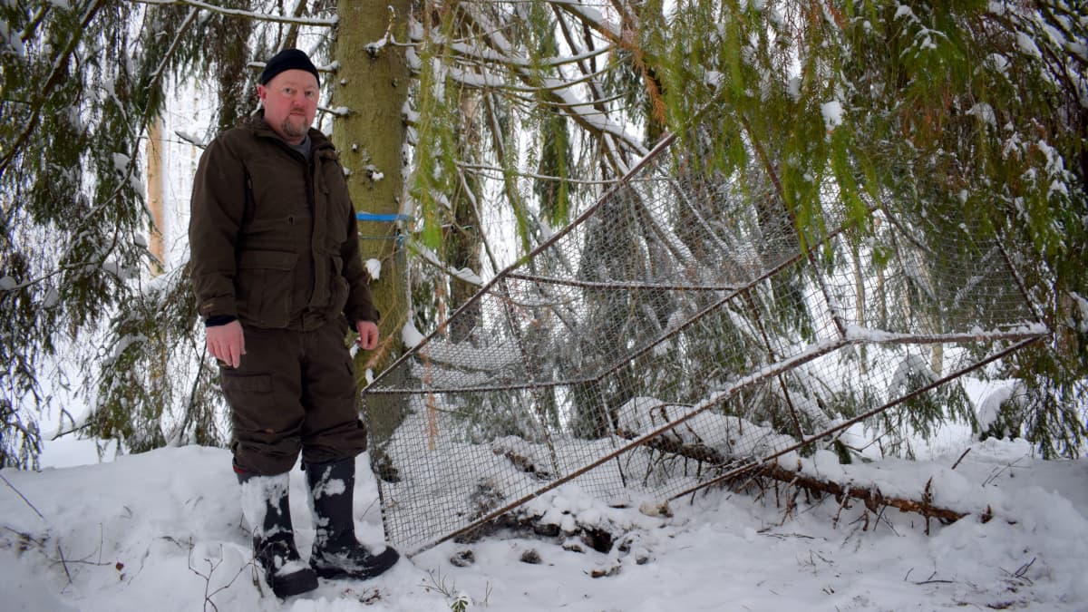 Metsästäjä Jani Hotanen seisoo supiloukun vieressä lumisessa metsässä suuren kuusen juurella.