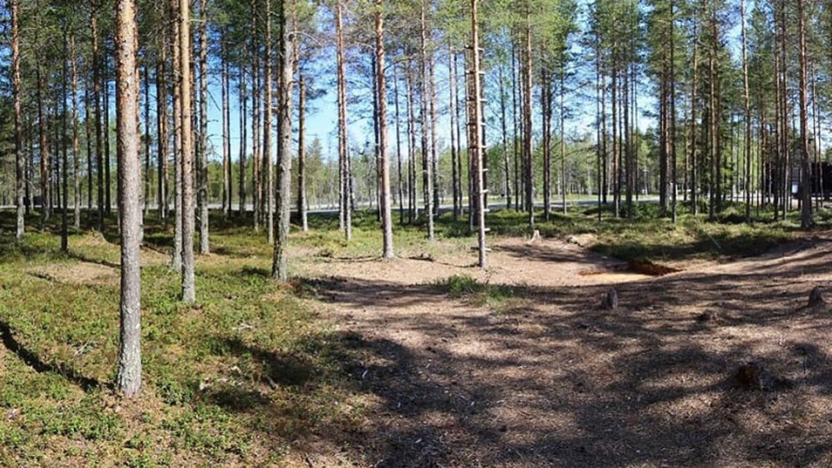 Aukio harvassa mäntymetsässä. 