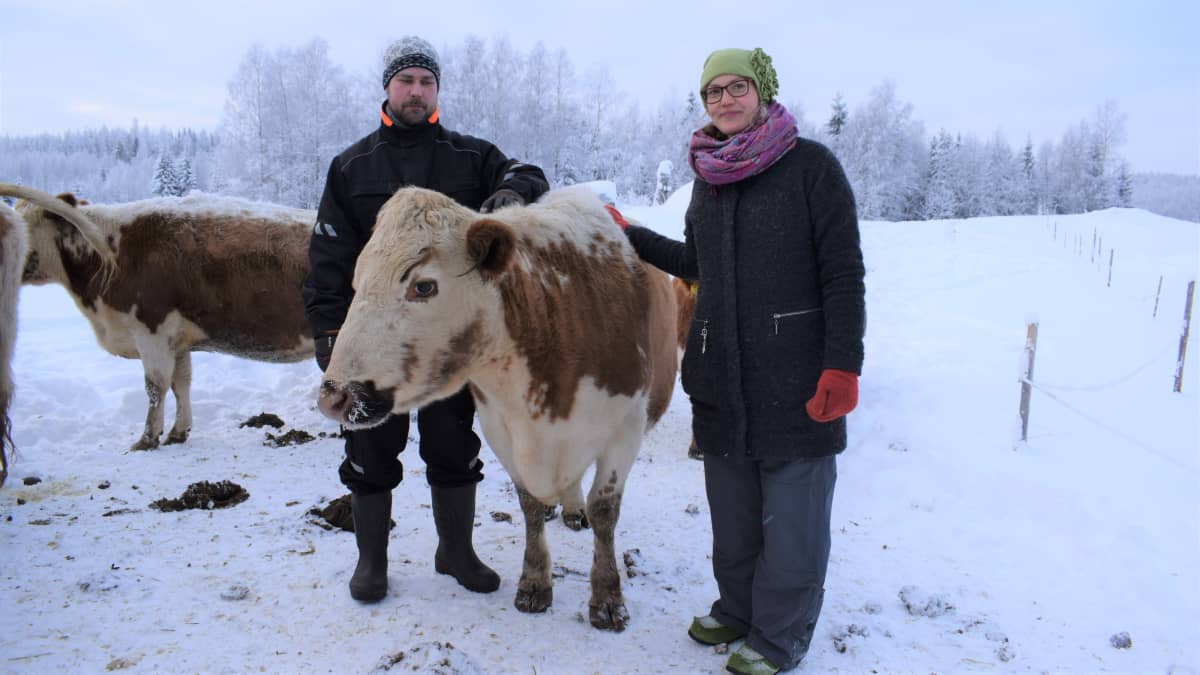 Sappion luomutilan isäntä Frans Jaatinen ja emäntä Alexandra Lindqvist Apila-lehmän kanssa.