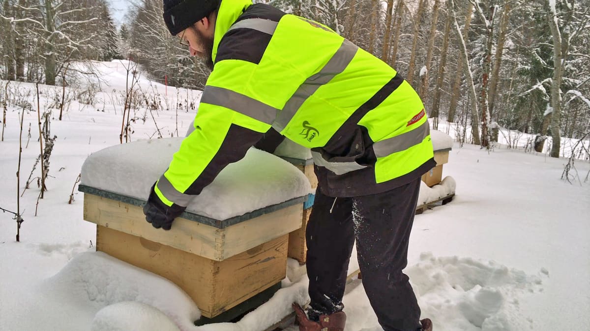 Mehiläistarhaaja Hannu Luukinen tarkistaa mehiläispesiään talvella.