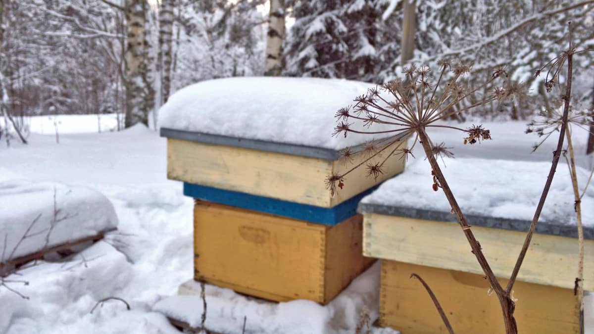 Mehiläispesiä lumen ympäröiminä.