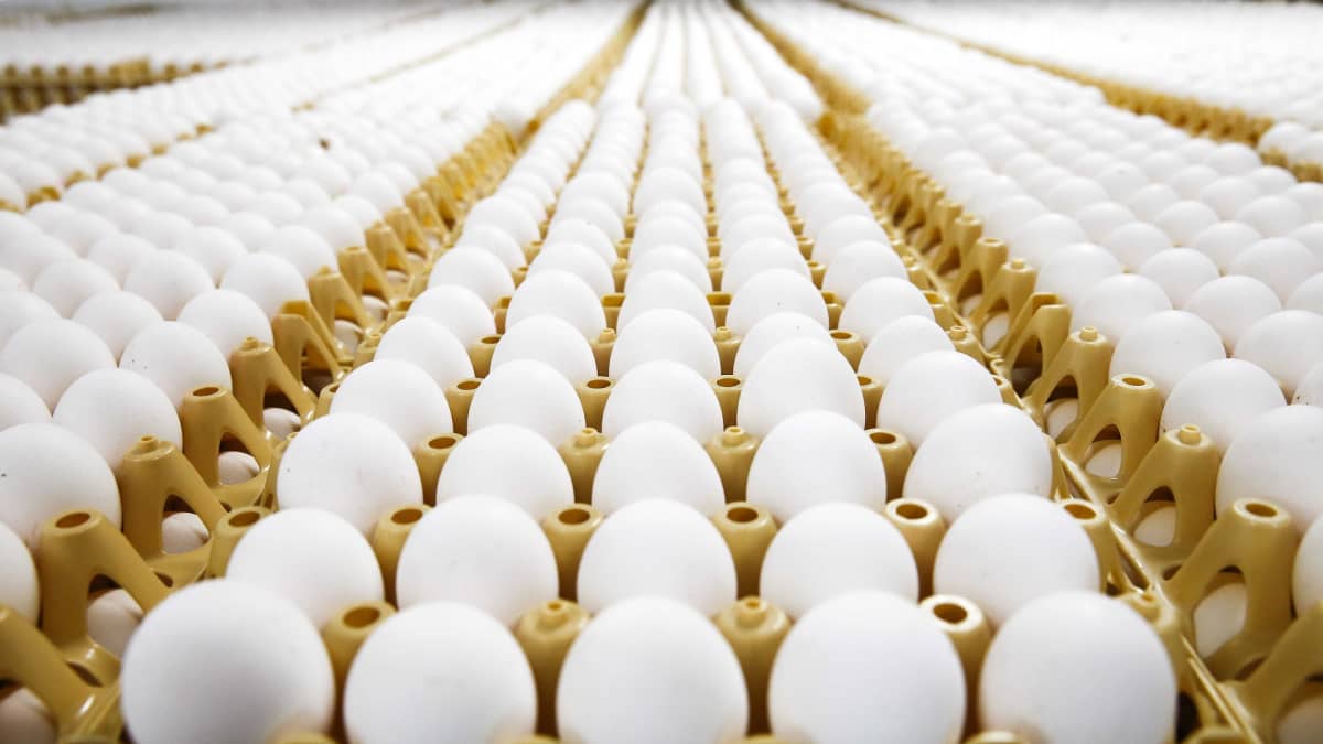 Instagramin suosituimmaksi noussut kananmuna on mainosammattilaisten  keksintö – kampanjoi aluksi mielenterveyden puolesta