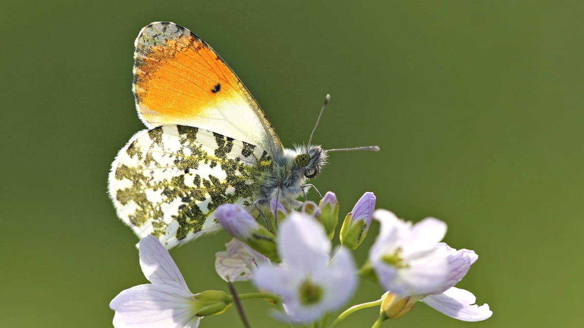 Auroraperhonen (Anthocharis cardamines).
