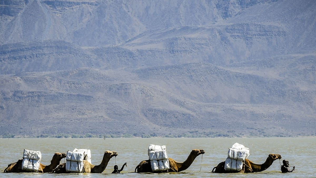 Hyönteisverkkoja kuljettava kamelikaravaani ylittää Gemeri-järveä.