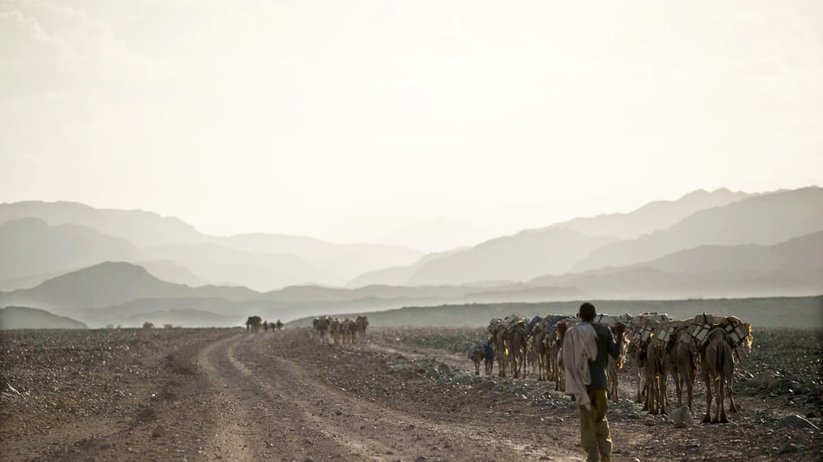 Kamelikaravaani Etiopian ja Eritrean rajaseudulla