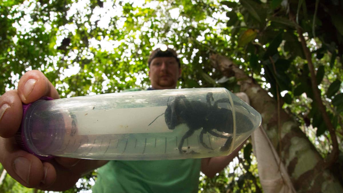 Tutkimusryhmään kuulunut Eli Wyman esitteli Megachile plutoa tammikuussa Indonesiassa.