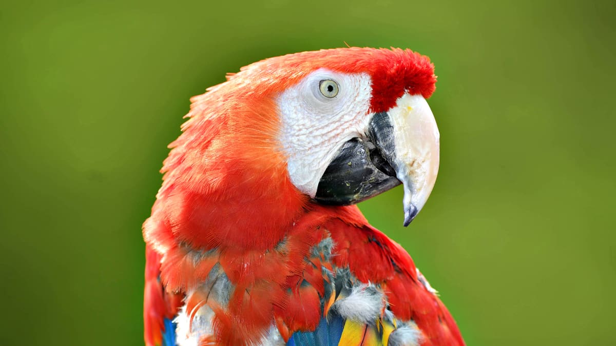 Papukaija Douglas