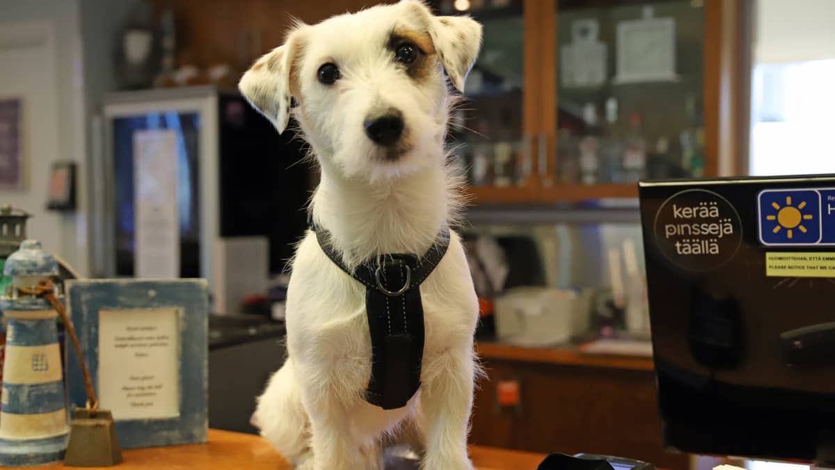 Kuvassa jackrusselinterrieri