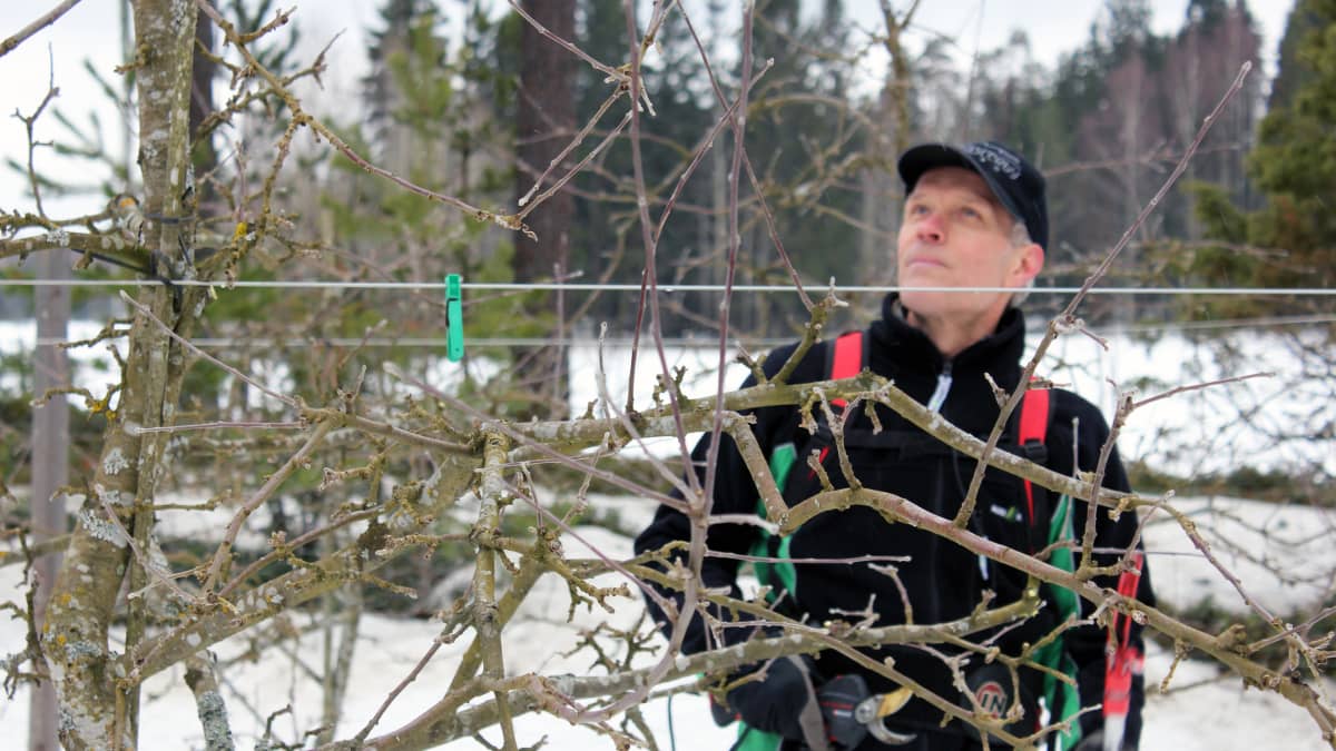 Rune Drockila tekee omenapuun hoitoleikkausta. 