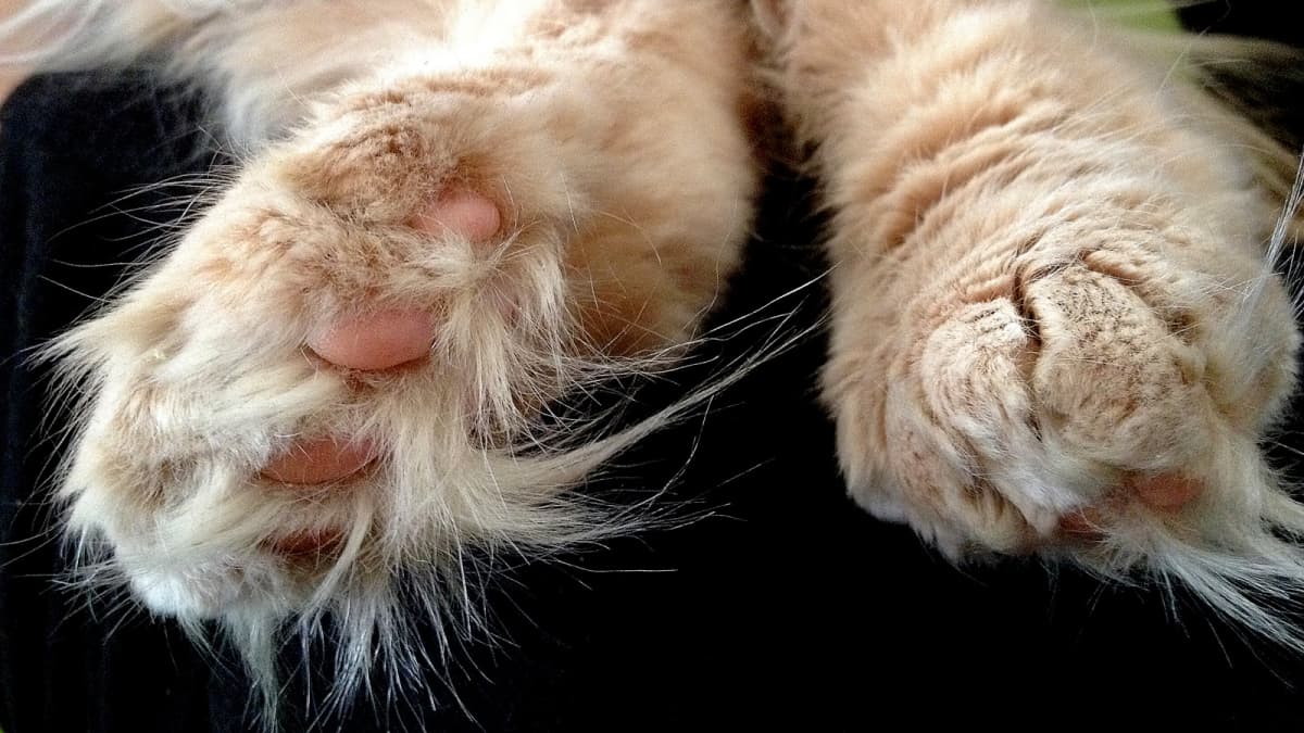 Suomessa on vähän kissoihin erikoistuneita eläinlääkäreitä – kissan  sädehoidon kustannukset ovat 3000 euroa