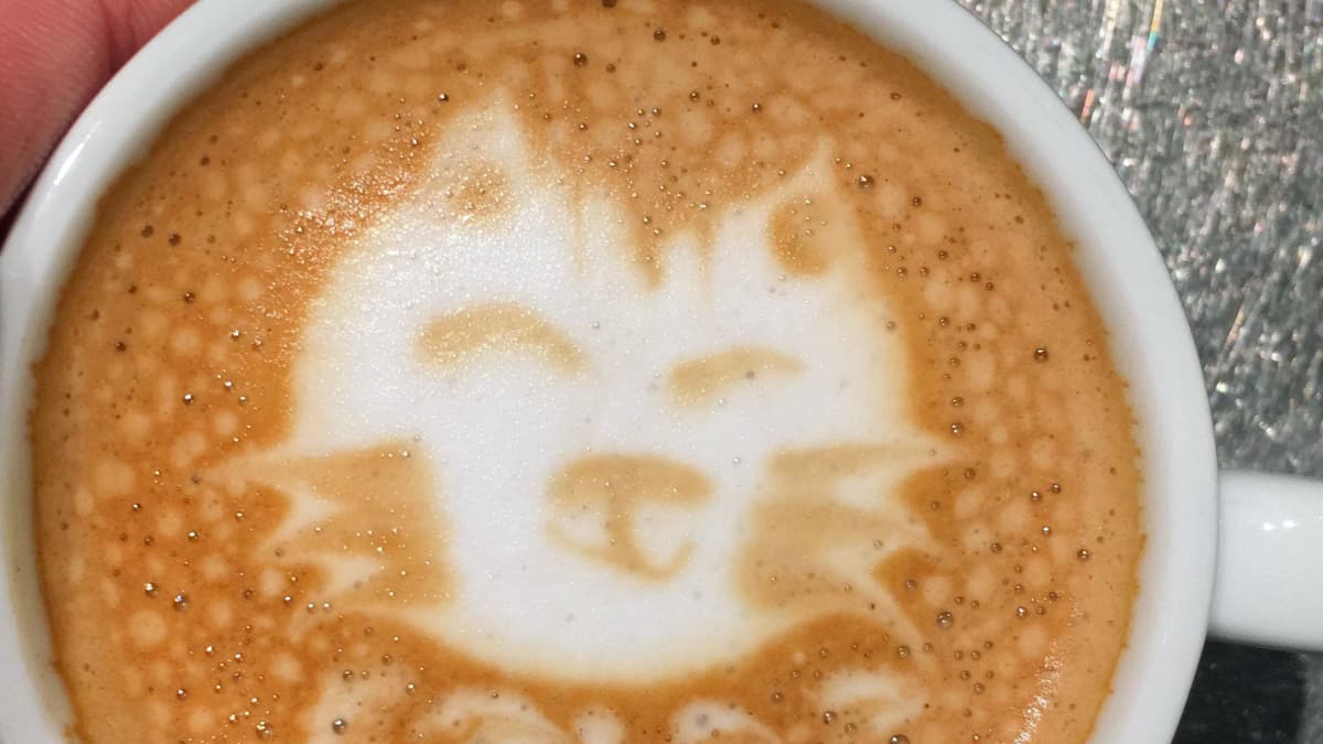 kissan kuva kahvissa