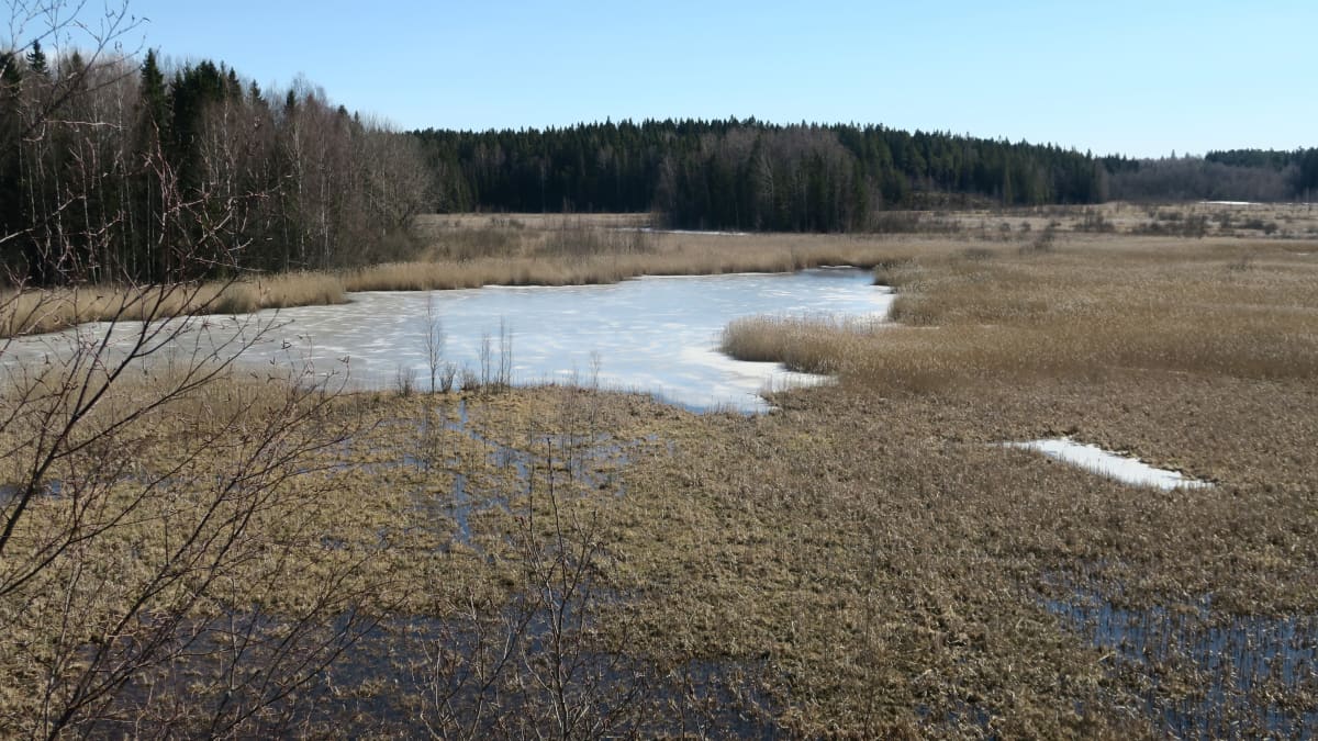 Koijärvi huhtikuussa 2019