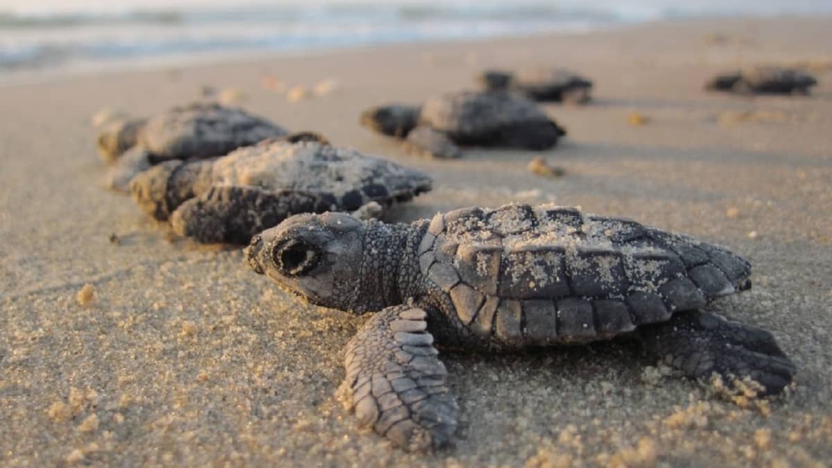 Joukko kilpikonnanpoikasia ryömii hiekkarannalla kohti merta. 