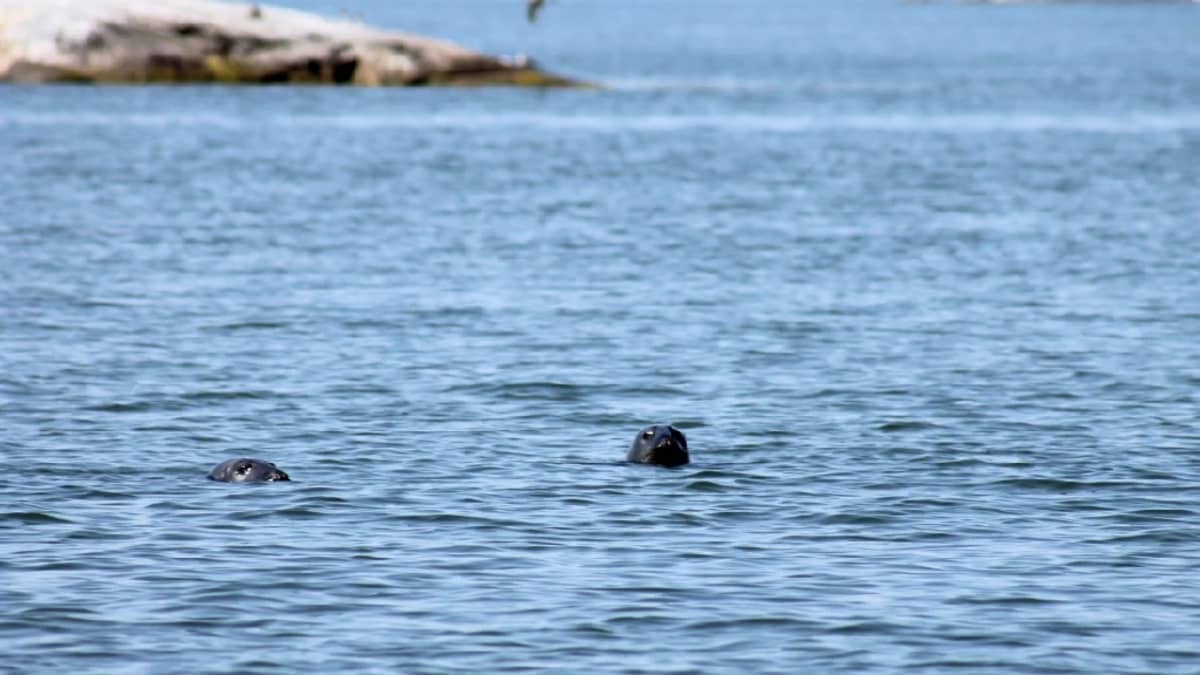 Hylkeistä on yhä enemmän harmia ammattikalastajille.