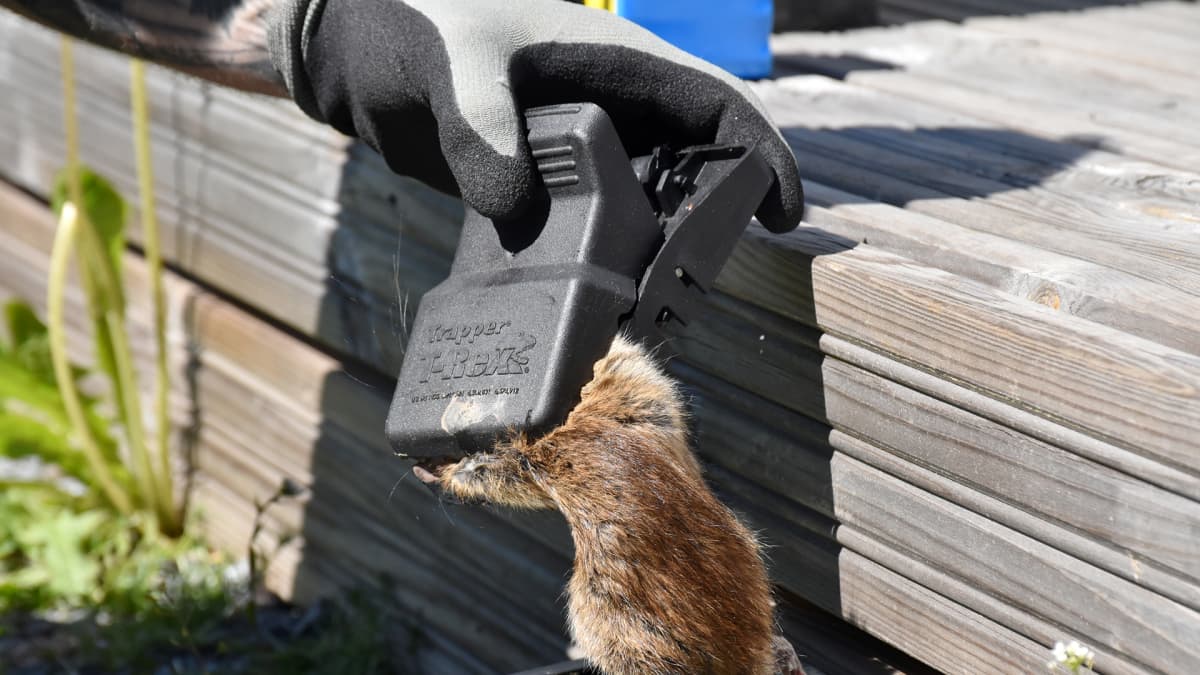Anticimexin loukuttama kuollut rotta.