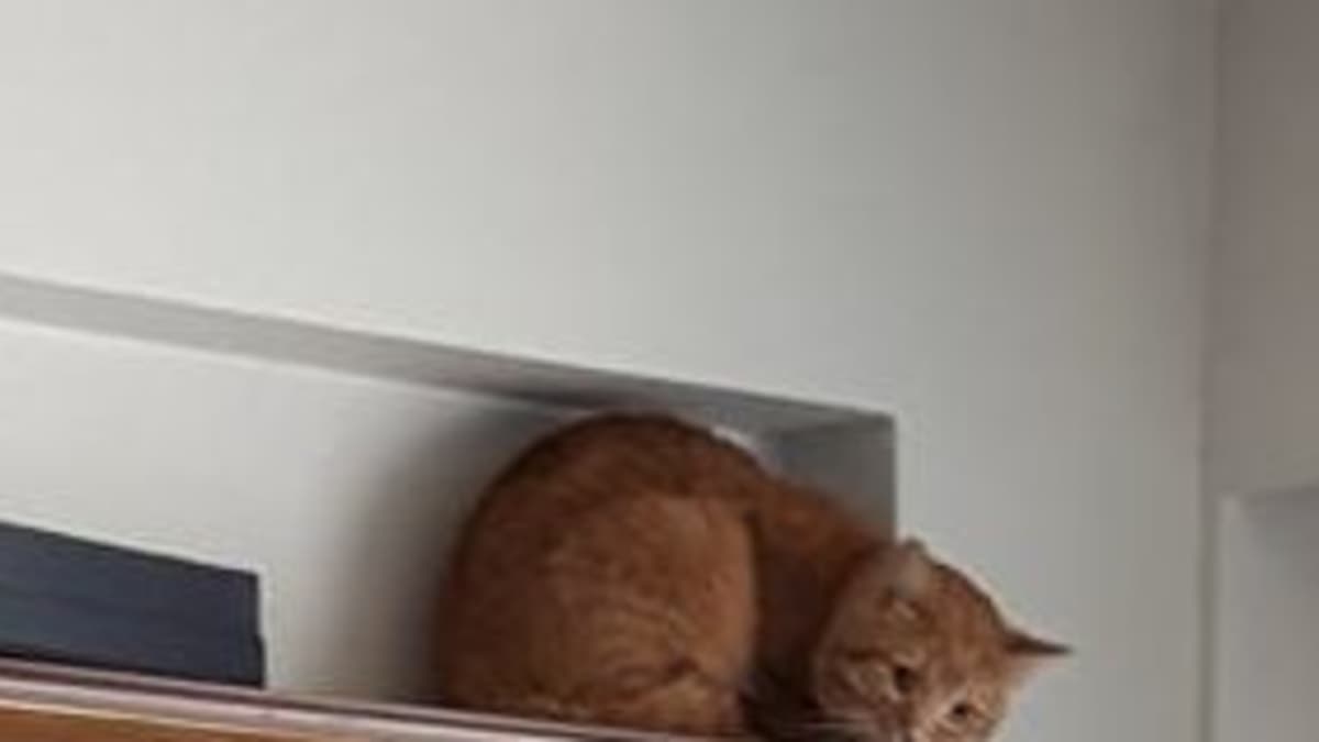 Kissa piilotteli kolme viikkoa tulipalon tyhjentämässä kerrostalossa  Porissa – löytyi pelokkaana, mutta hyvässä kunnossa