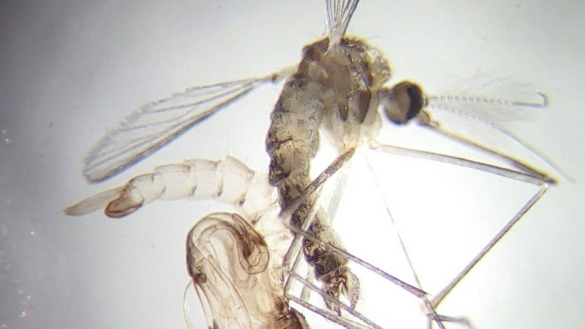 Aedes rossicus -hyttyslajin koiras kotelonahkoineen.