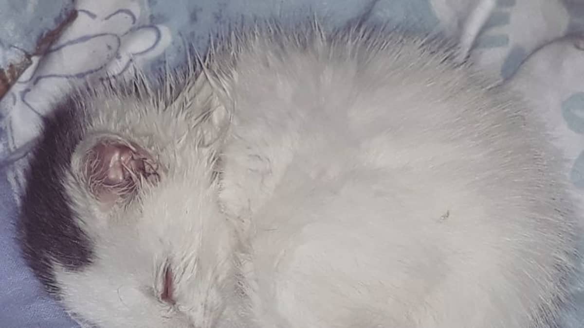 Löytökissoilla on monesti sairauksia löydettäessä. Myös Hilla-kissatyttö vaati huolellista hoitoa. 