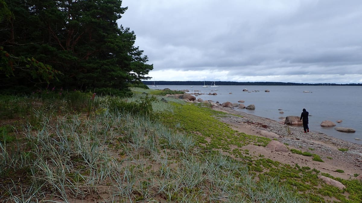 Lavansaaren etelärantaa heinäkuussa 2019.