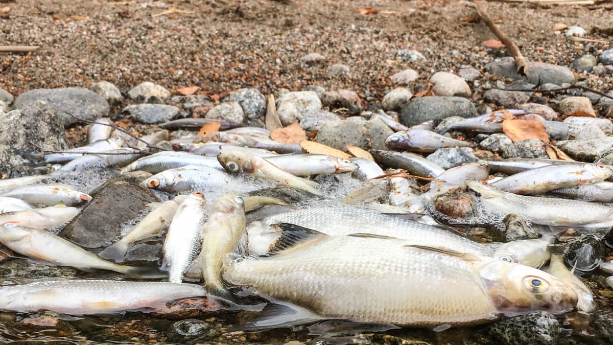 Rautalampi-järven rannoille on ajautunut keskiviikosta alkaen suuri määrä kuolleita kaloja