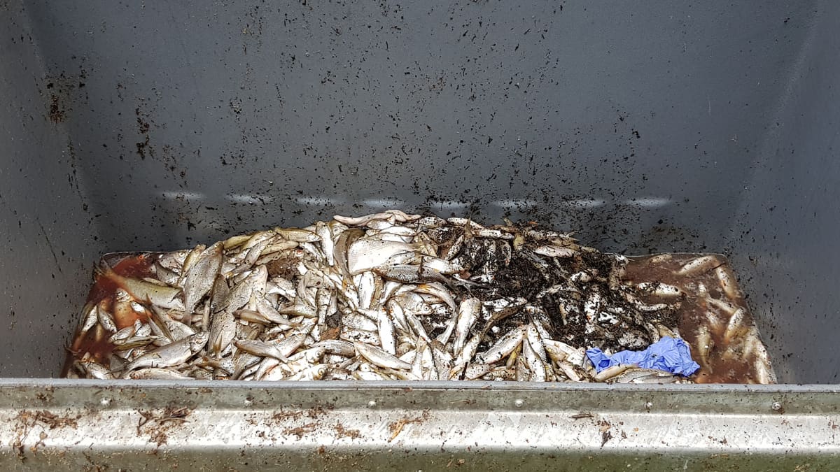 Kuolleita kaloja roskiksessa.