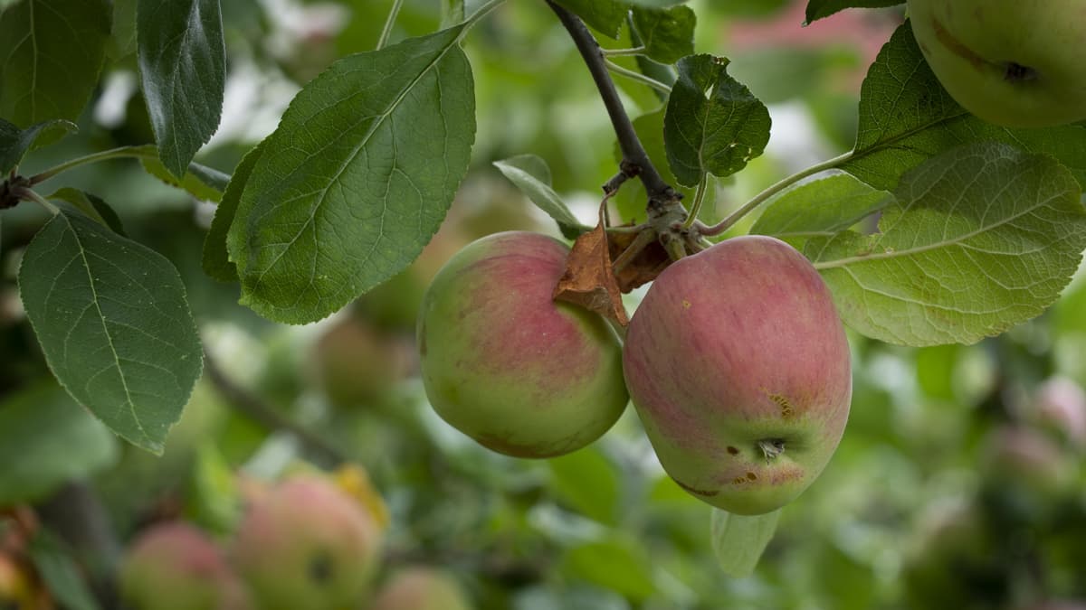 Omenapuussa omenoita