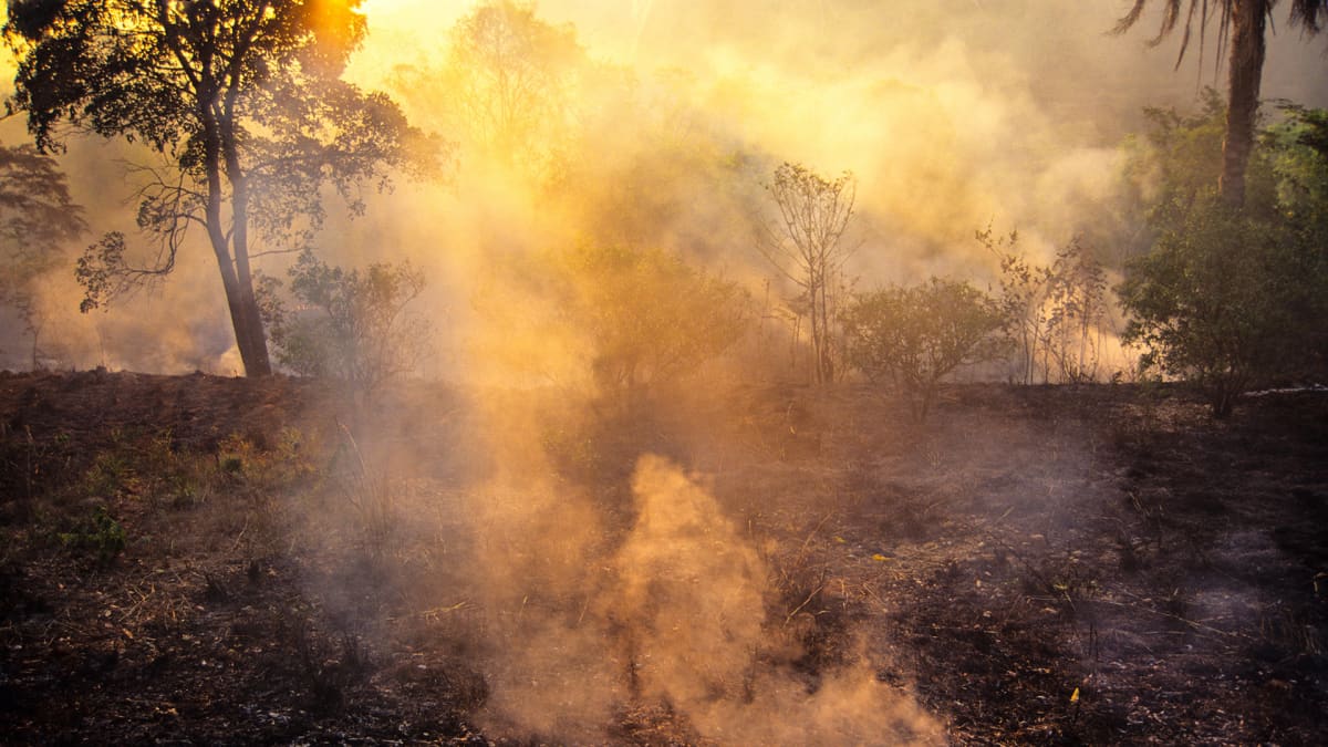 Sademetsää poltetaan karjatalouden tieltä Parán osavaltiossa Brasiliassa.